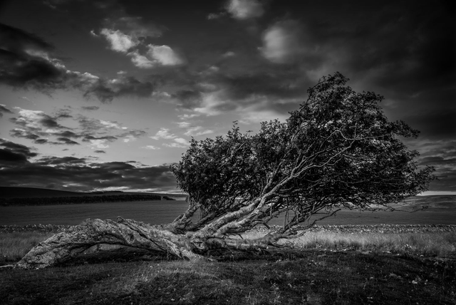 Windswept Tree - Monochrome