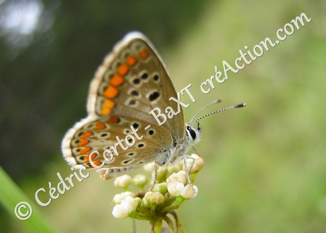 2 - Carte postale - Le petit monde du Vivant (Ref Pap 30)