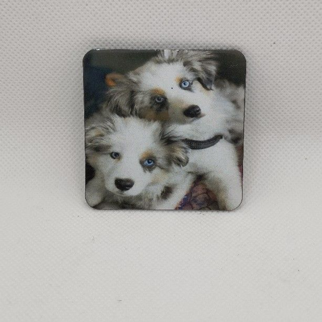 Chien - Berger australien