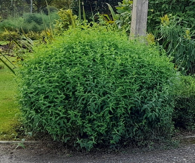 Jasminum beesianum - 1ltr pot