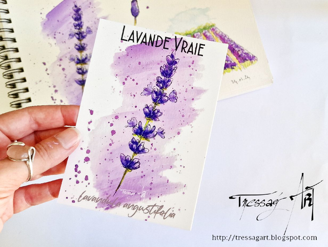 CARTE "PLANTES A PARFUM" de Grasse - Lavandula angustifolia - Lavande - TR007008