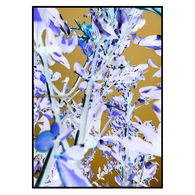NV 006