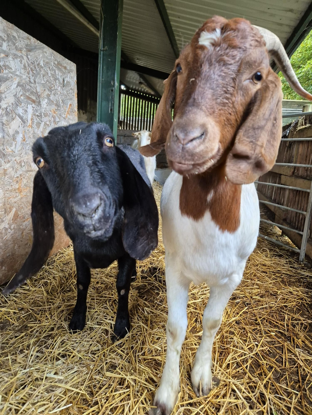 Donate To The Farm - Animal Care