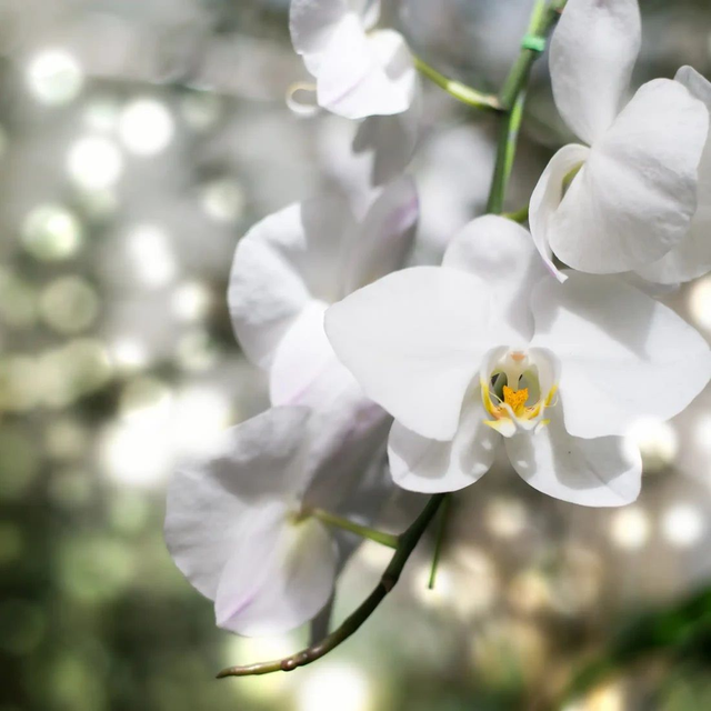 Orchidée blanche