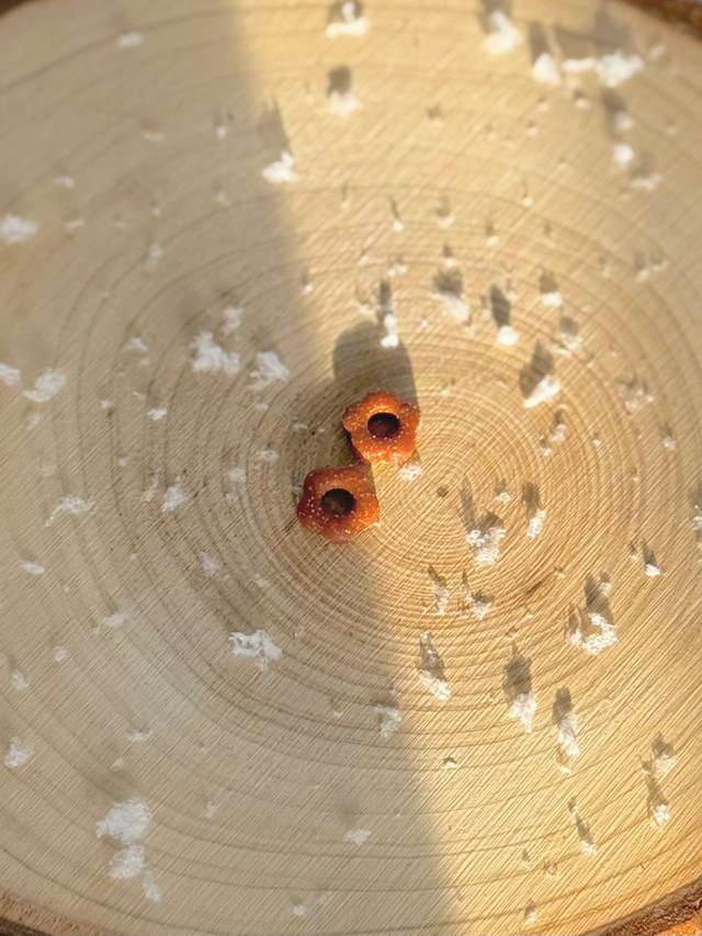 Mini pampilles bordeaux pailletées