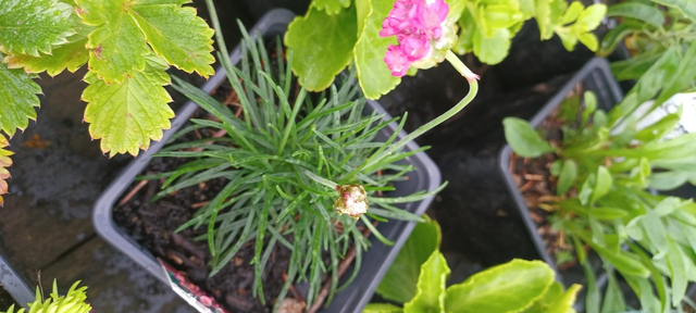 Armeria maritma dark pink
