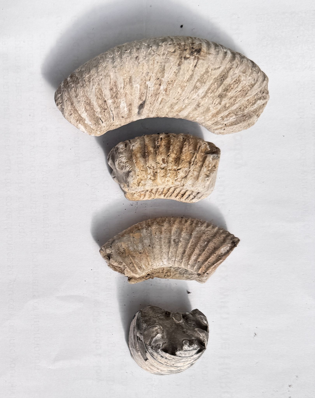 Ammonite segments - set