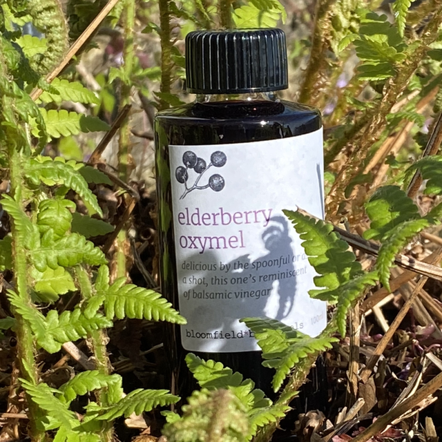 Elderberry Oxymel