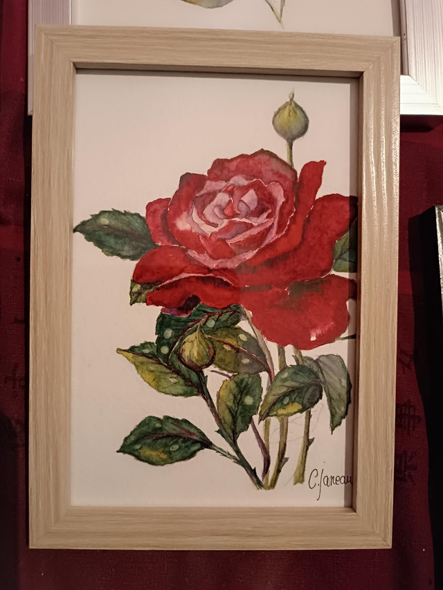 Tableau Aquarelle la rose 