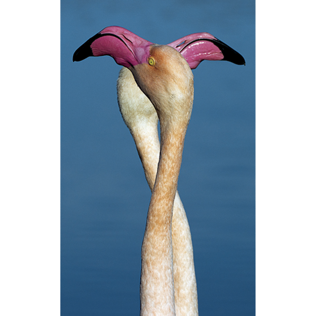 Danse Nuptiale  - ref: 3722