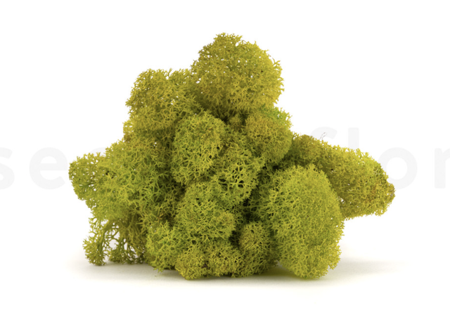 Muschio stabilizzato - Lime Green
