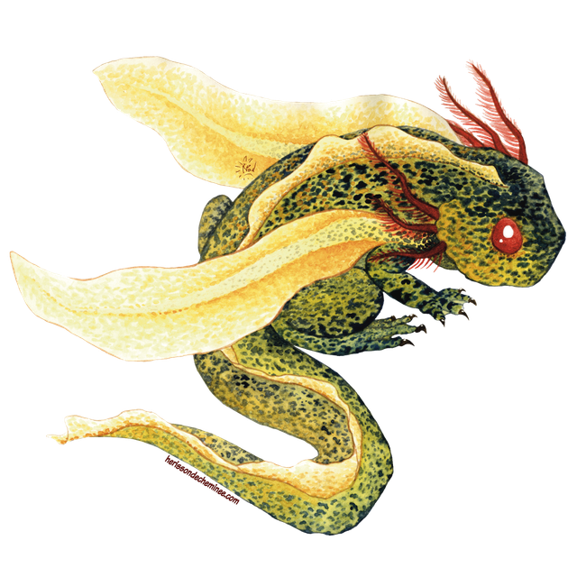 Autocollant - Dragon amphibie