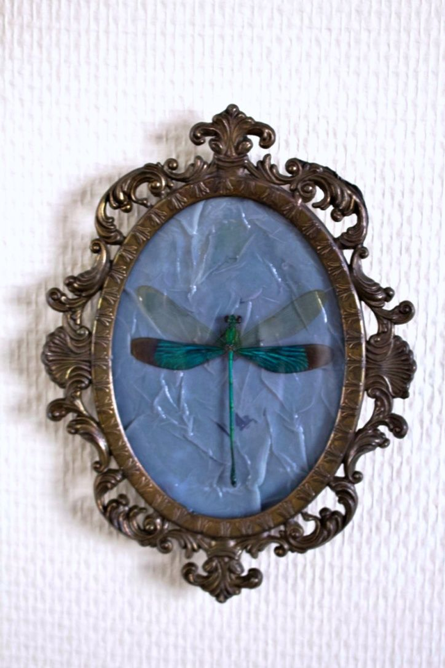 Neurobasis Chinensis