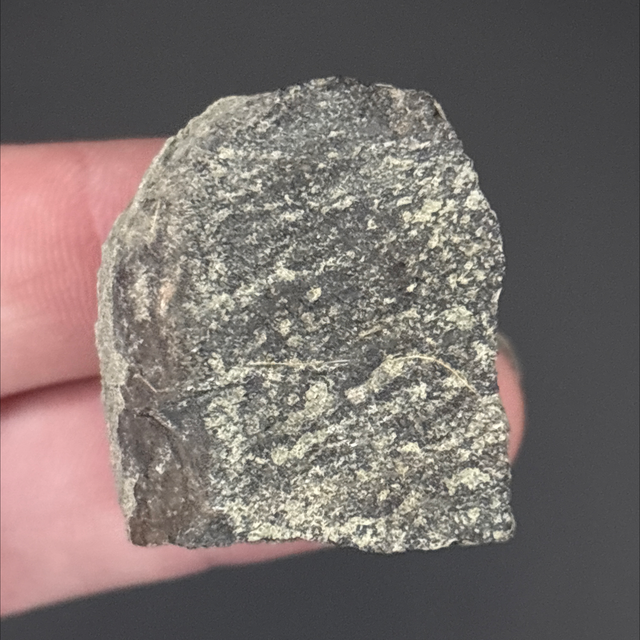 Maiasaura Bone Fragment