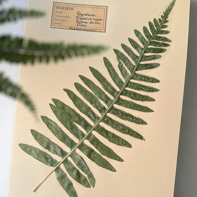 Herbier A4 vintage affiche botanique fougère polypodium 