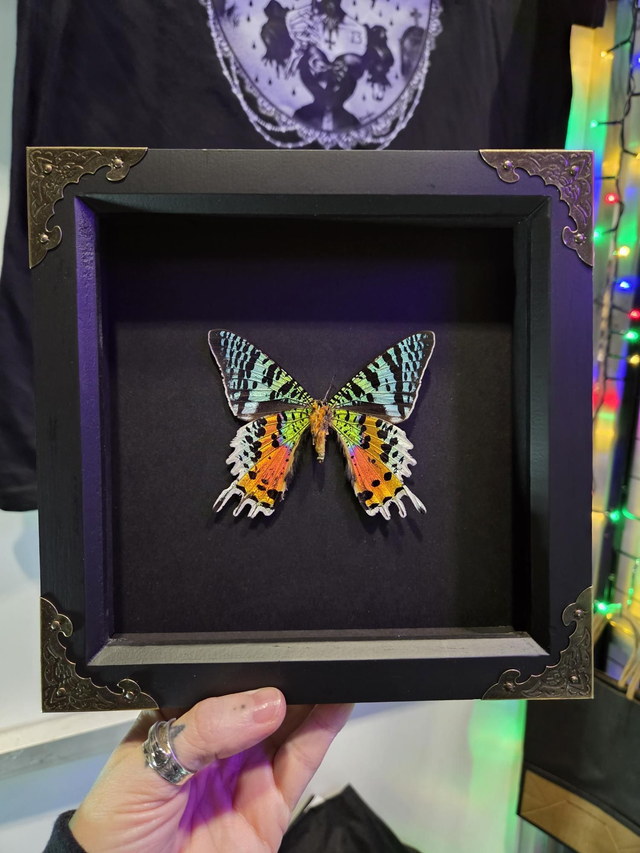 Madagascan Sunset Moth