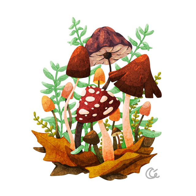 Print A5 Champignons