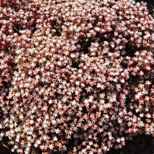 SEDUM minddendorffianum var diffusum godet 