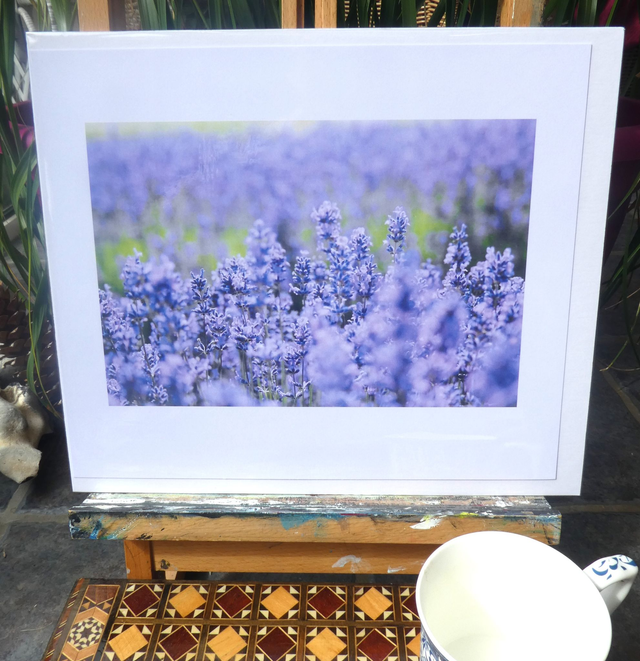 Photographic Open Edition Print , from my "Lavender" collection, "Purple Haze"