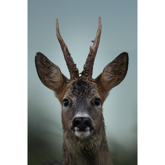 Chevreuil réf : 4763