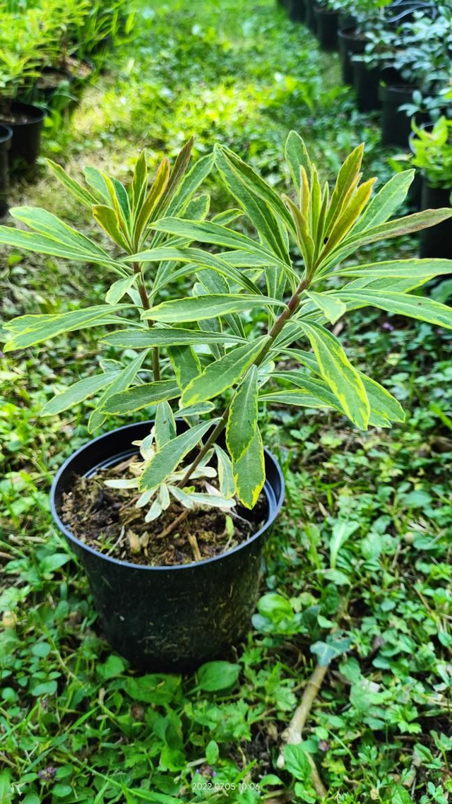 Euphorbia 'Ascot Rainbow' - C2l