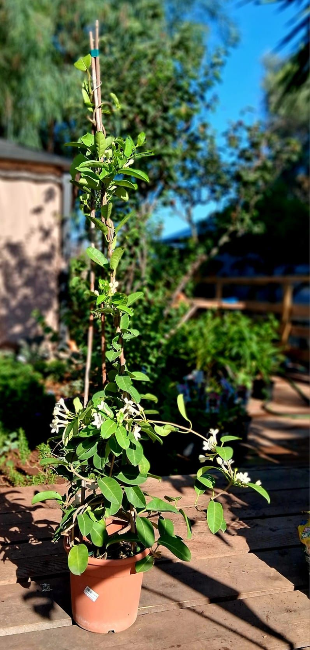 U05 . Stephanotis, Gelsomino del Madagascar