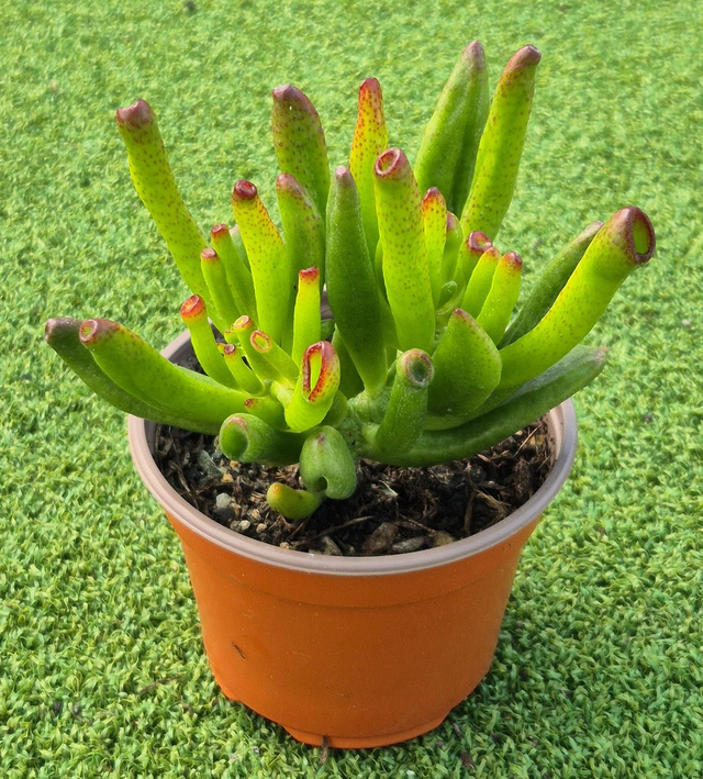 Crassula ovata 'Gollum'