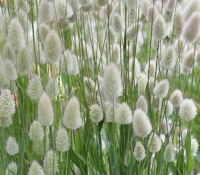 Bunny's tail grass