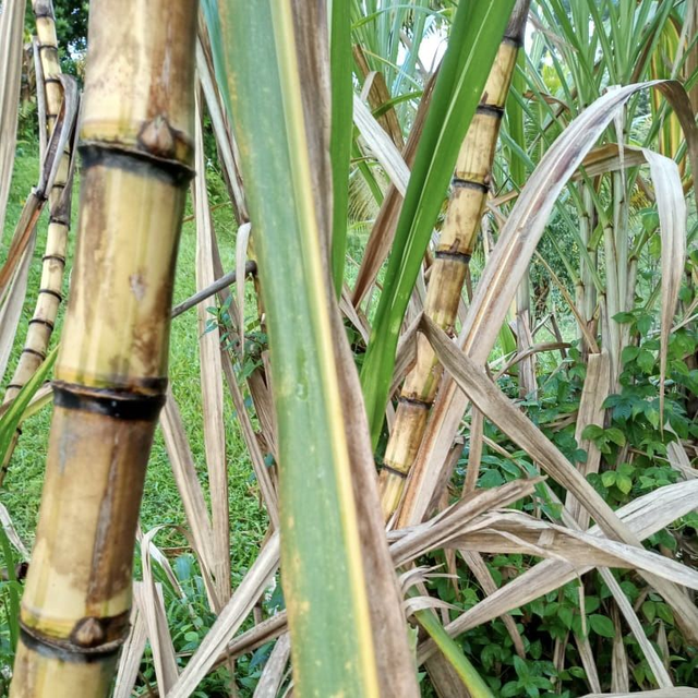 Canne à sucre bio 1kg