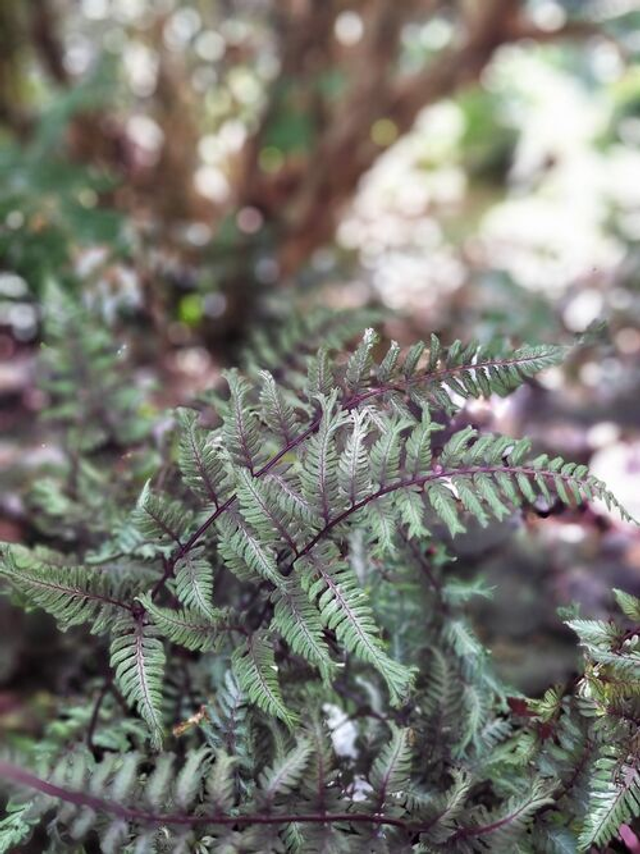 Athyrium nipponicum 'Crested Surf' 