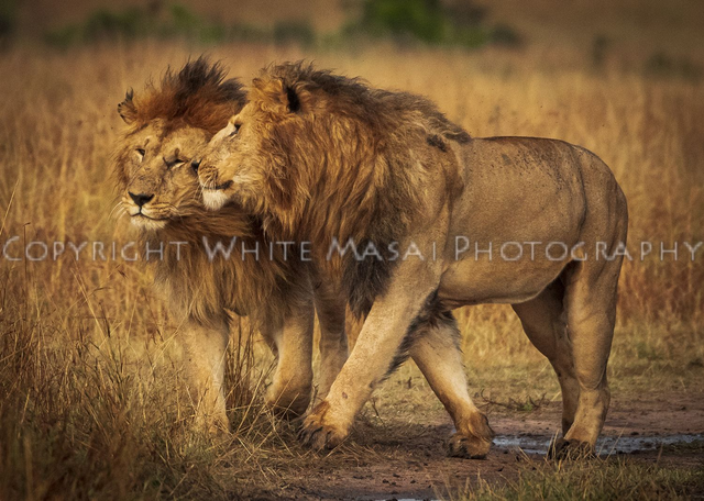 Bromance, The Black Rock male Lions bond in the golden sunrise.