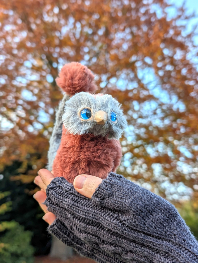 Kiwi des plaines pygmé brun