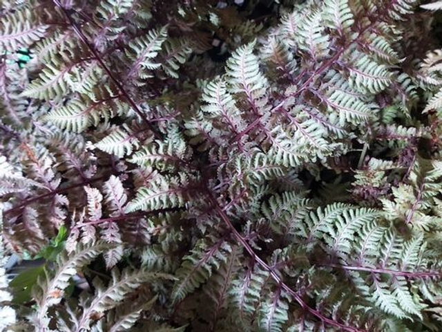 Athyrium nipponicum 'Burgundy Lace' plug plant
