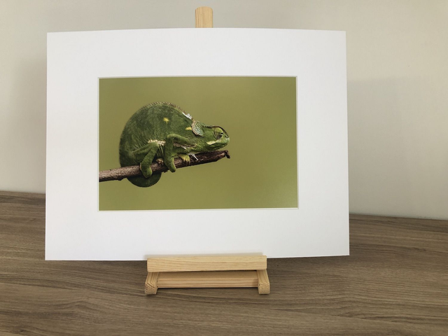 Tirage illimité Camélon avec passe-partout