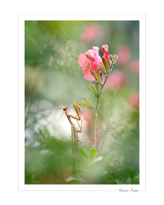 C209 - Mante religieuse