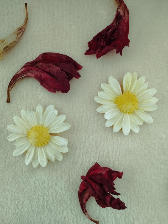 Marguerite parfumée 