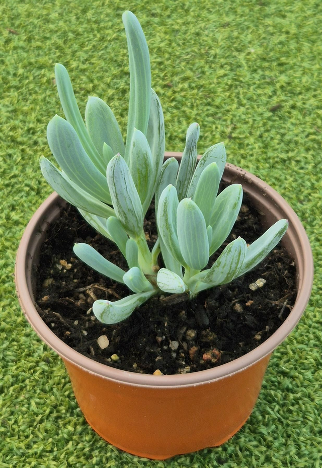 Curio repens - Blue Chalksticks 
