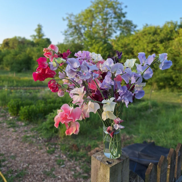 Mother's Day - Sweet Pea Plug Collection
