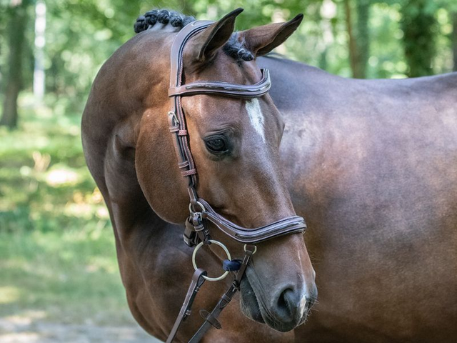 Bridon JUMP'IN One Manhattan