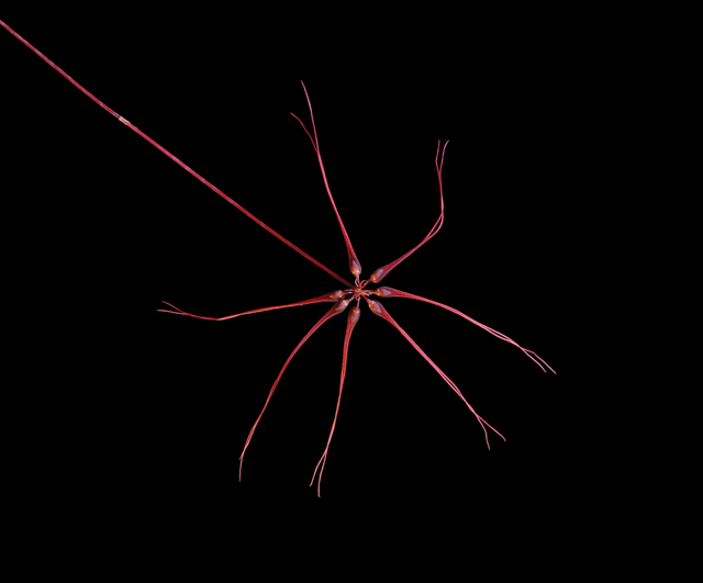 Base regulator Essence