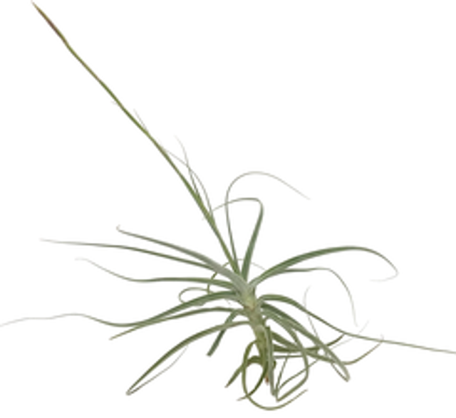 Tillandsia capricorn