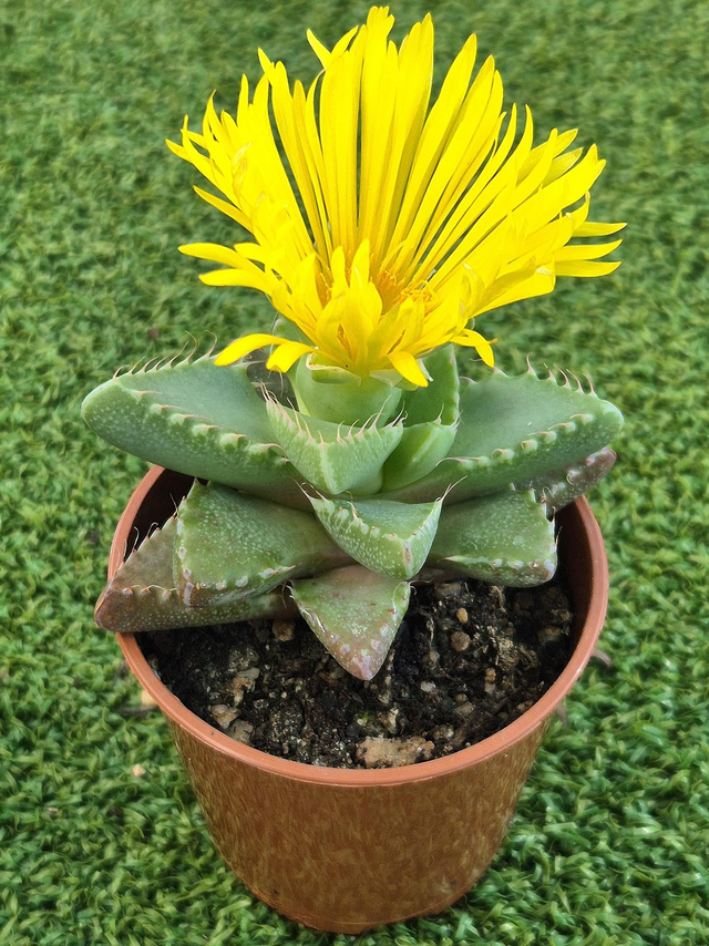 Faucaria tigrina 