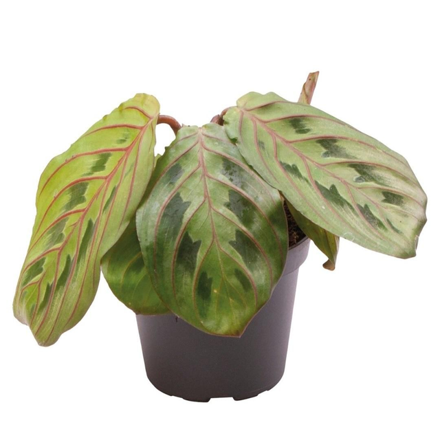PT Calathea Leuconeura Red Stripe 8715897361449