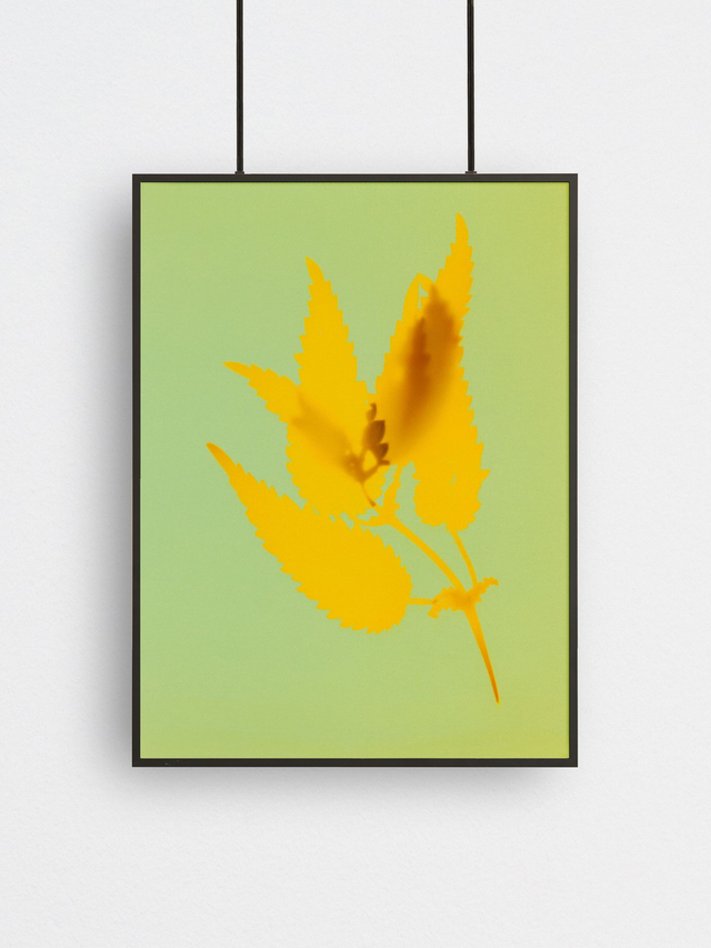 Wasteland Polaroids 6, Fineart Print 