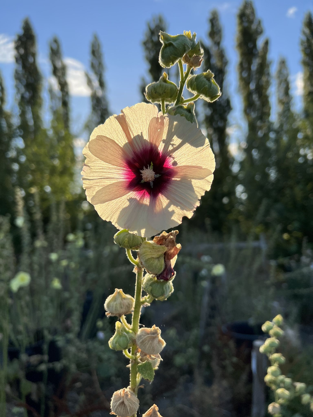Hollyhock Halo Peach