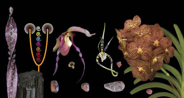 Meditation Combination Essence