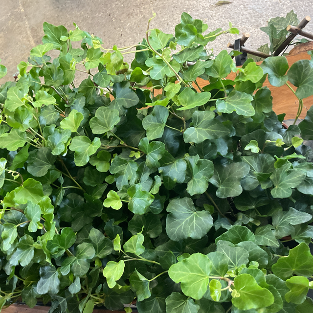 Hedera