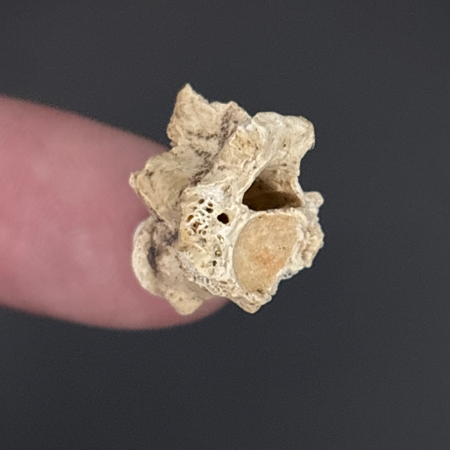 Palaeophis Snake Vertebra 