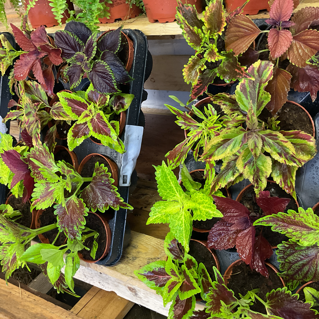 Coleus petit 