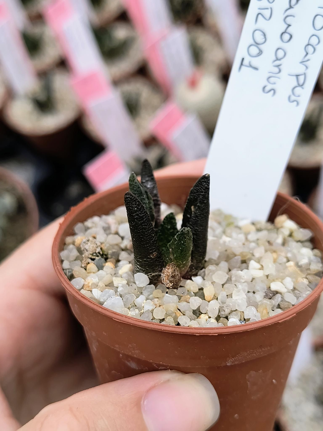 Ariocarpus bravoanus